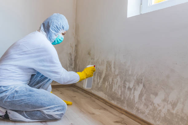 Licensed Mold Inspection service in Dameron, MD - WQB Mold Removal