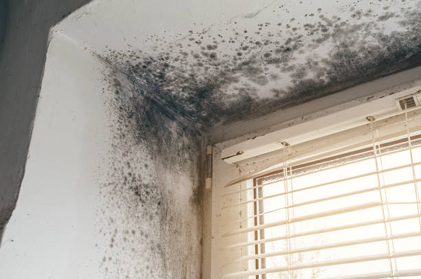 Affordable Mold Inspection solutions in Dameron, MD