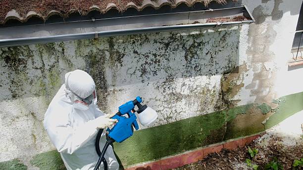 Top rated local Mold Inspection specialists in Dameron, MD